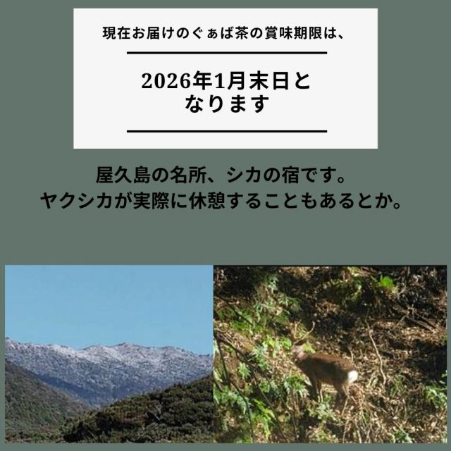 ぐぁば茶 60g グァバ茶100% 屋久島産 シジュウム茶 シジウム茶 日本製 グアバ ガァバ茶 ガバ茶