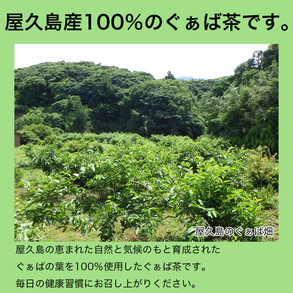屋久島産ぐぁば茶　60g（グァバ茶100％・シジュウム茶）　グアバ茶　グアヴァ茶 シジウム