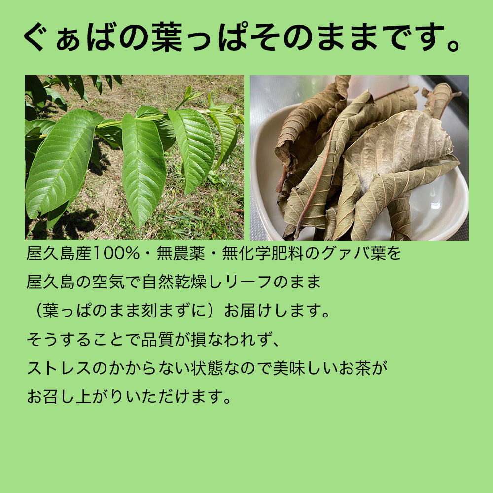 屋久島産ぐぁば茶　60g（グァバ茶100％・シジュウム茶）　グアバ茶　グアヴァ茶 シジウム