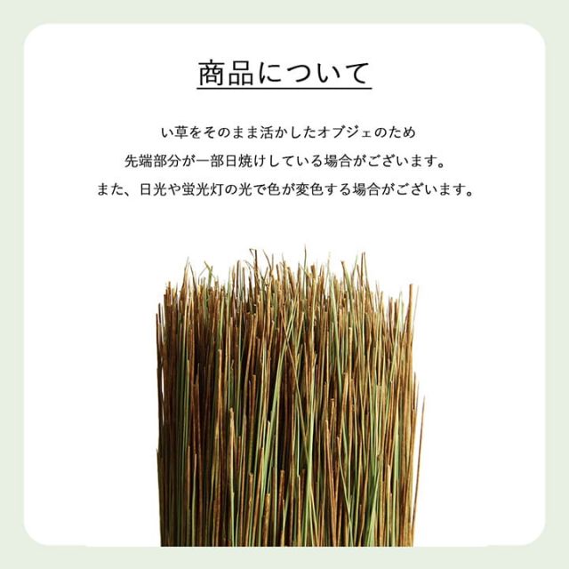 国産 日本製 い草 インテリア オブジェ 消臭 空気清浄 ナチュラル 植物 置物 95×10cm