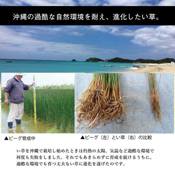 い草 ラグマット/絨毯 約191×191cm 裏：不織布 防滑加工 調湿 消臭効果 日本製 沖縄ビーグ 〔リビング〕代引NG カーペット・マット・畳 マット