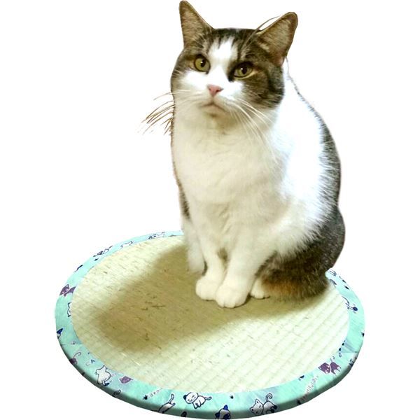 スーパSALE10倍＆4時間限定10％OFF い草雑貨 ねこちゃん畳2 【直径約47×高さ1.2cm】 円型 い草100％ ダンボール 〔ペット用品 猫用品〕【代引NG】