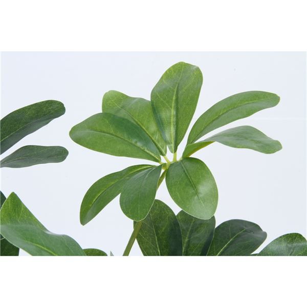 スーパSALE10倍＆4時間限定10％OFF 観葉植物 造花 幅50×奥行50×高さ120cm ヤドリフカノキ インテリアグリーン リビング ダイニング インテリア雑貨【代引NG】